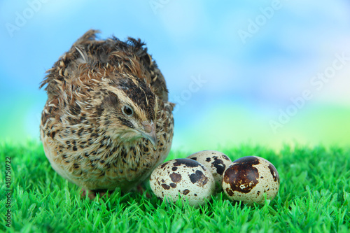Young quail with eggs on grass on blue background
