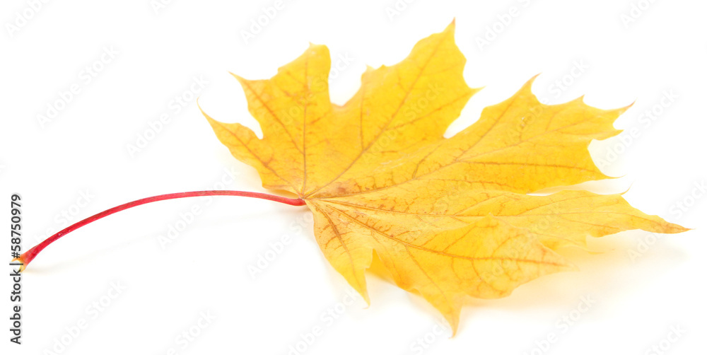 Yellow maple leaf isolated on white Yellow maple leaf isolated on white