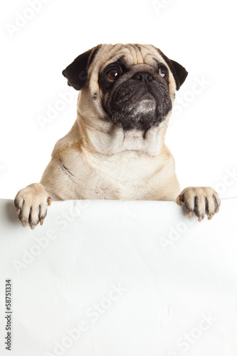 pug dog with bunner isolated on white background. design © nemez210769