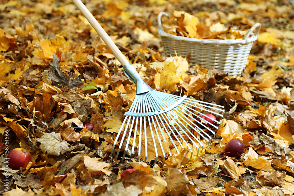Obraz premium Cleaning of autumn leaves in park
