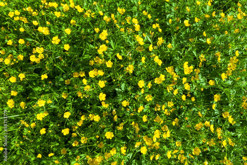 Ranunculus acris (Meadow buttercup, Tall buttercup) yellow flowe