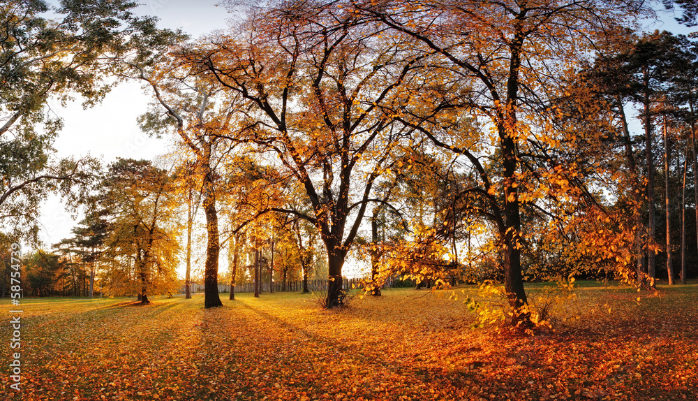 Autumn panorama in park