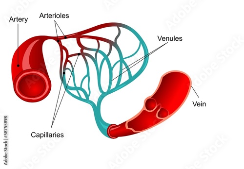 Capillary with words of parts