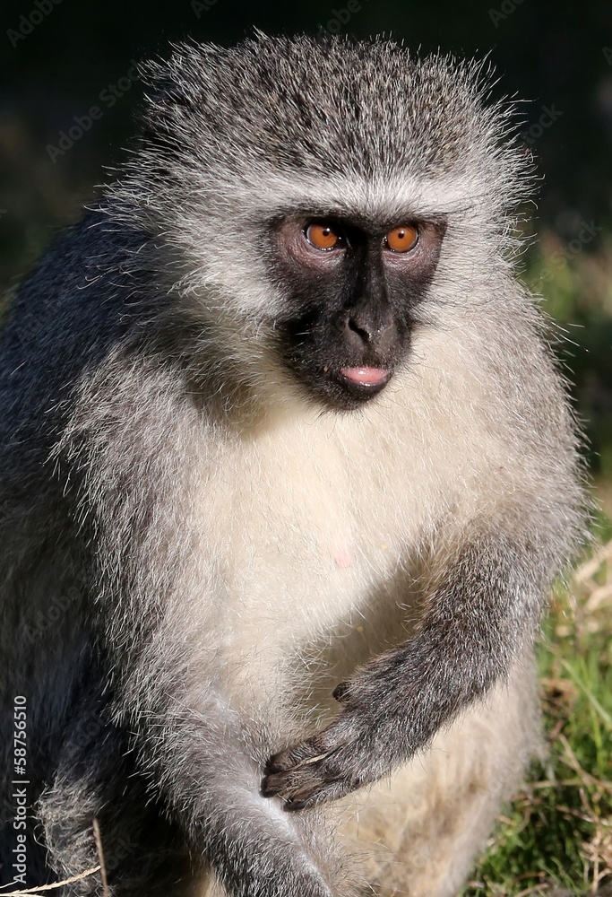 Naklejka premium Vervet Monkey Concentrating