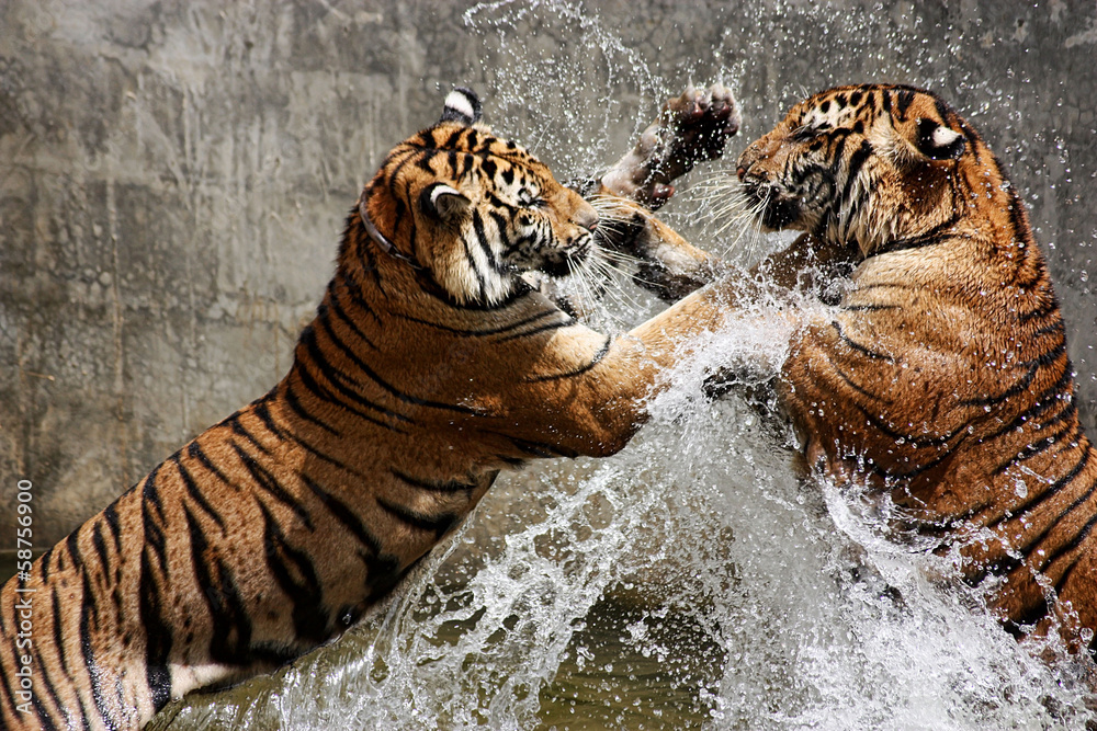 Obraz premium Bitwa Tygrysów