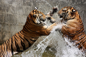 Papier peint photo Le salon Combat de tigres dans la nature  © stifos