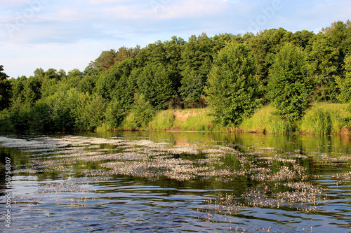 landscape with river and nice forest