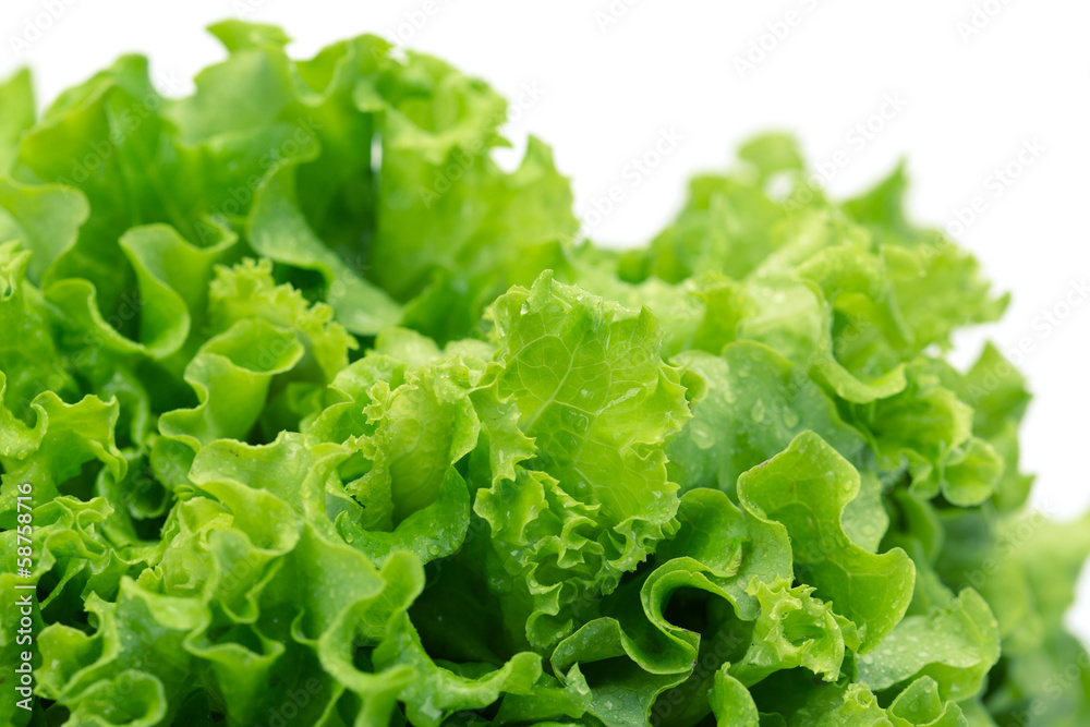 Close up of green lettuce, isolated on white Close up of green lettuce, isolated on white