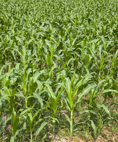 Green corn field in Thailand.