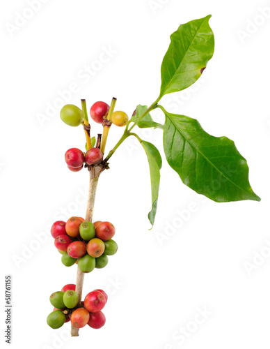 coffee beans isolated on white background