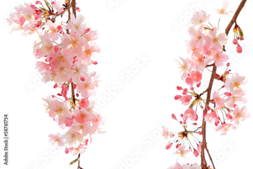 桜 © naname21