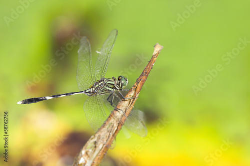 dragonfly © ittipol