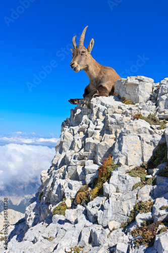 Capricorn female lying on rocks on the Montagio mountain photo