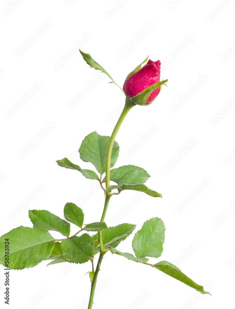 rose bud isolated on white background