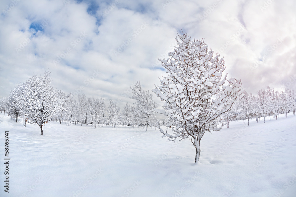 Trees in winter park