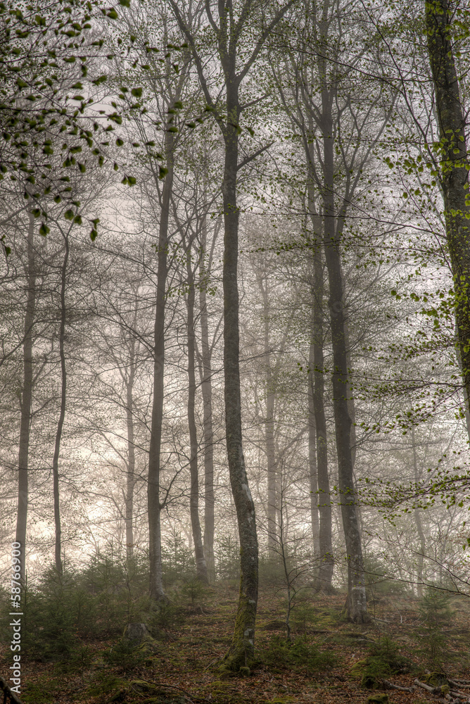 Tall trees on a forest hill Tall trees on a forest hill