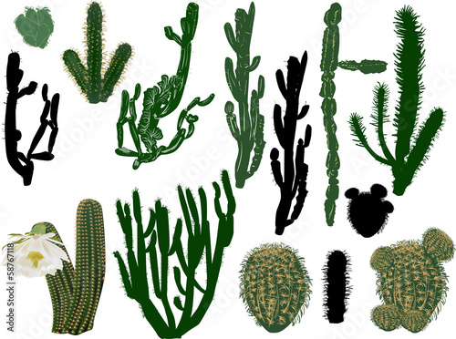 thorny cactus colection isolated on white