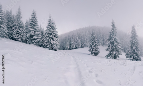 Foggy winter landscape in the mountain forest