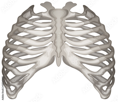 Rib cage