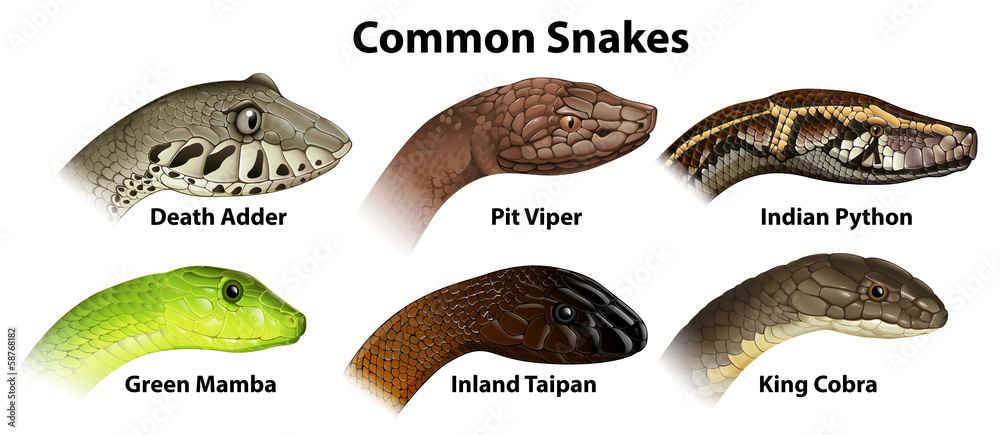 Fototapeta premium Common snakes