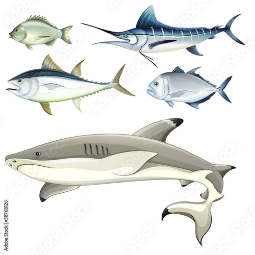 Fishes