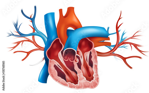 Human heart