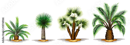 Palm plants photo