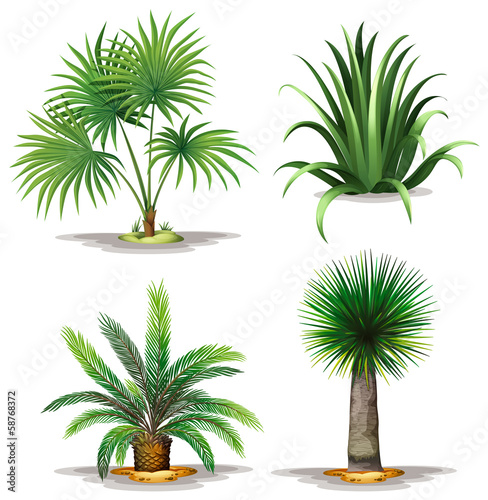 Palm plants photo