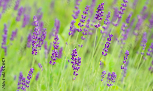 Fototapeta Naklejka Na Ścianę i Meble -  Lavender flowers