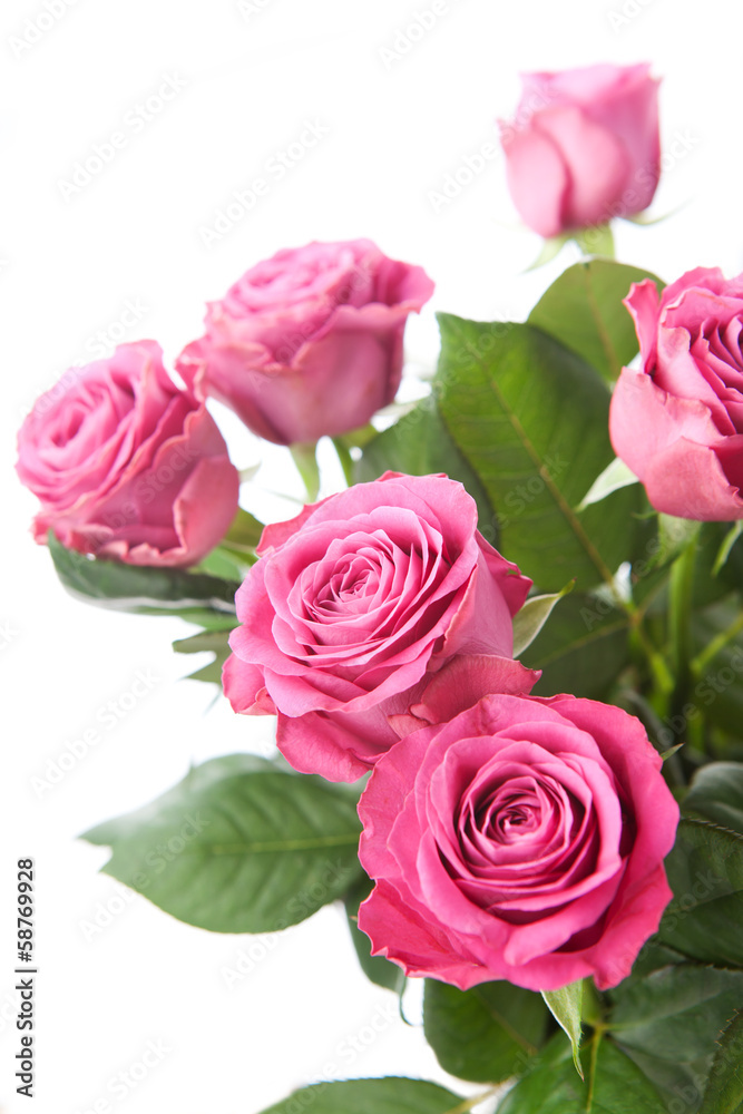Bouquet of beautiful pink roses on white background. Bouquet of beautiful pink roses on white background.