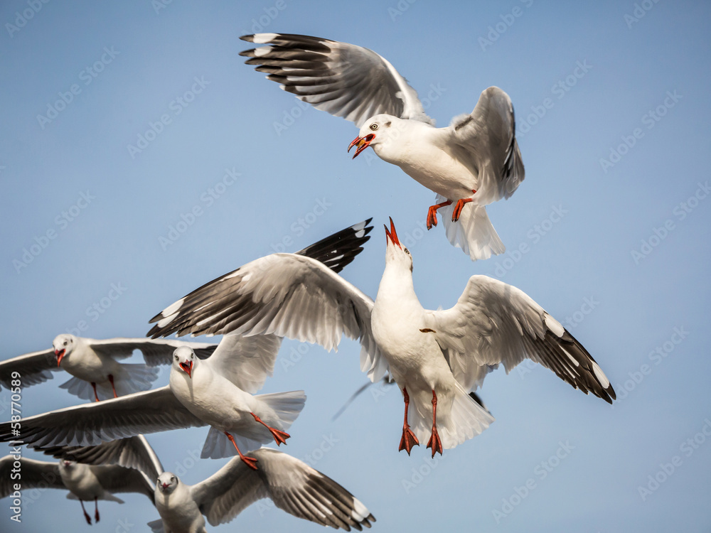 Obraz premium flying seagull