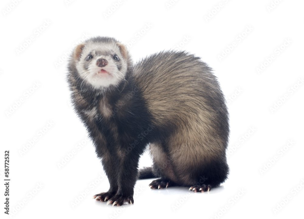 brown ferret brown ferret
