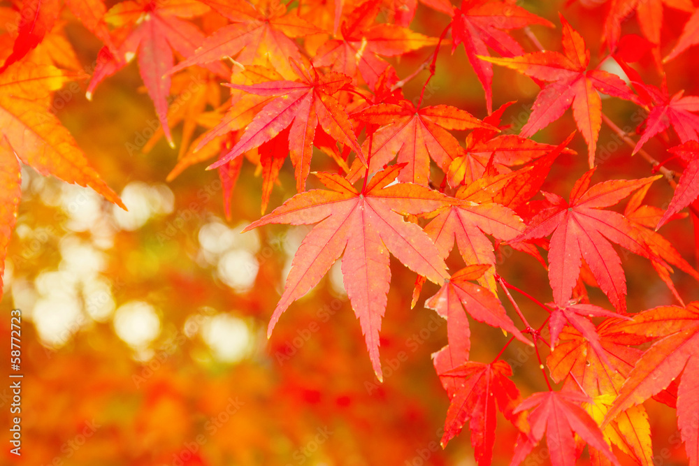 Red maple tree Red maple tree
