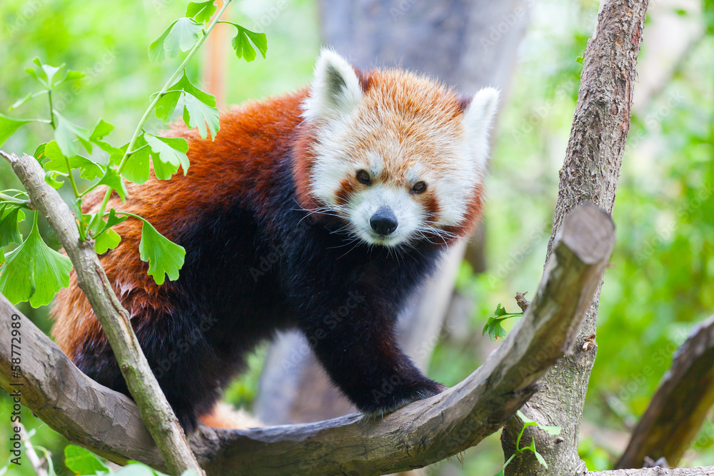 Fototapeta premium red panda lies on a tree branch