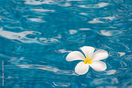 Plumeria flower in the swimming pool © tumeyes