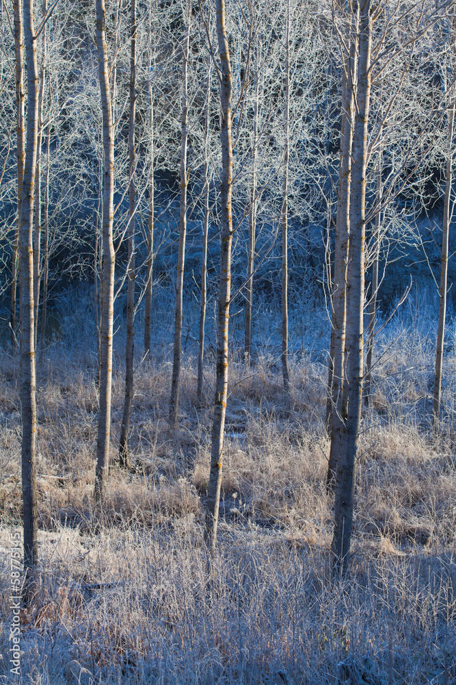 Fototapeta premium aspens in hoarfrost