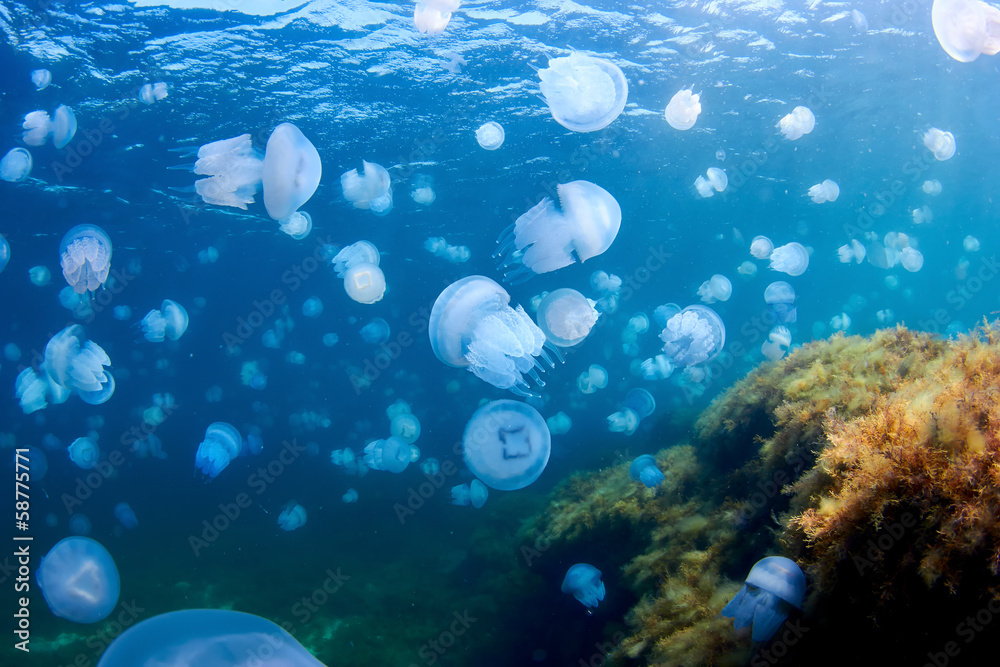 Fototapeta premium Jellyfishes (Rhizostoma pulmo), in the Black Sea.