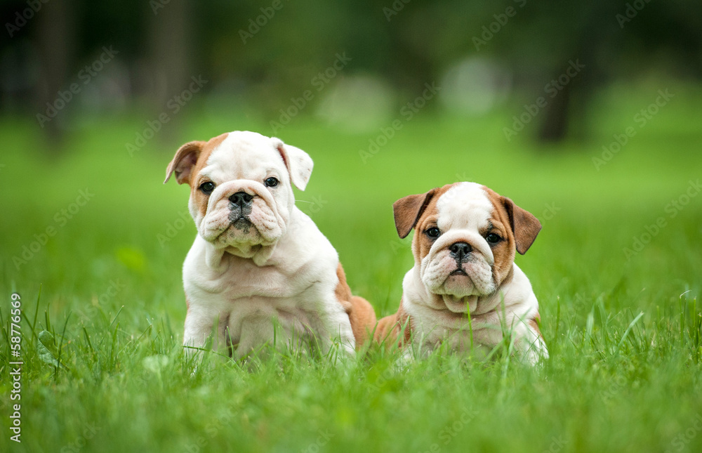 Two english bulldog puppies sitting in the park