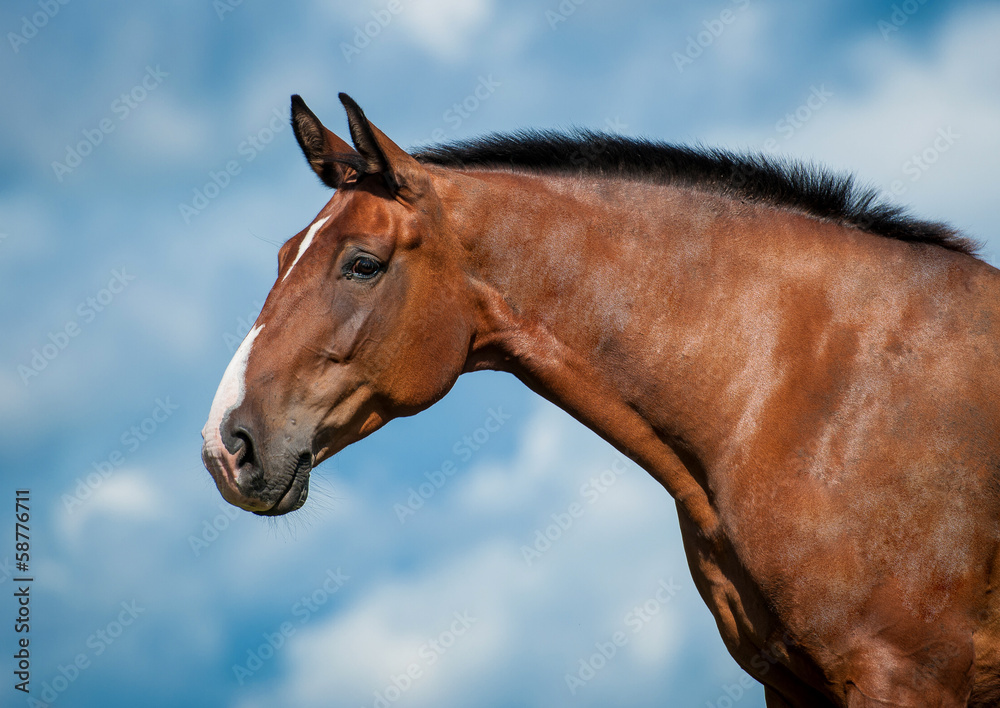 Portrait of bay horse on the blue sky background - obrazy, fototapety, plakaty 