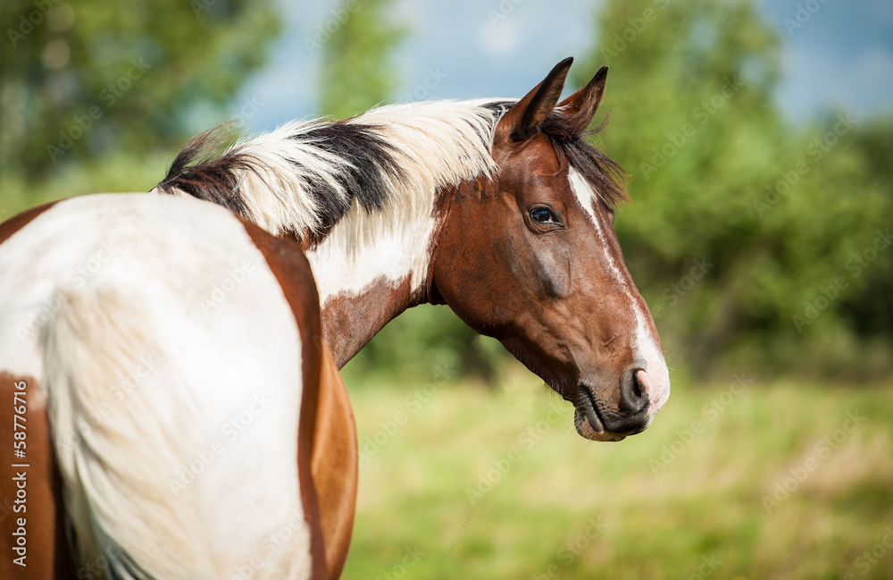 Portrait of beautiful painted horse on the pasture