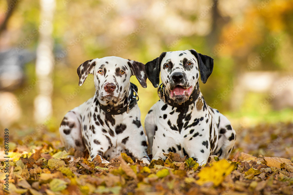 Two dalmatian dogs lying in the park in autumn - obrazy, fototapety, plakaty 