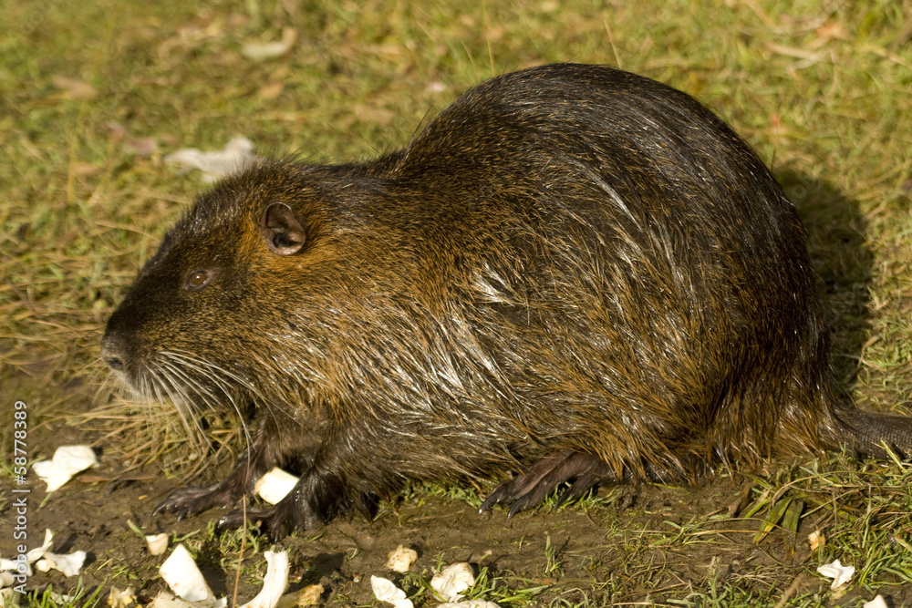 Nutria Nutria