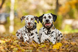 Two dalmatian dogs lying in the park in autumn