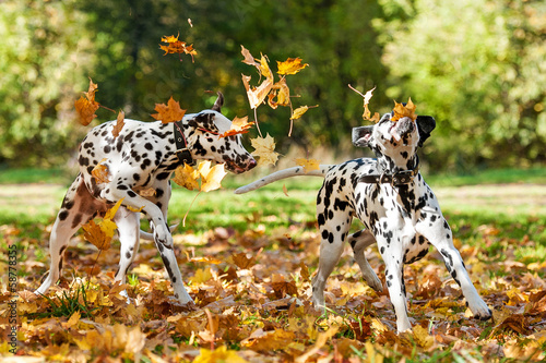 Two dalmatian dogs playing with leaves in autumn