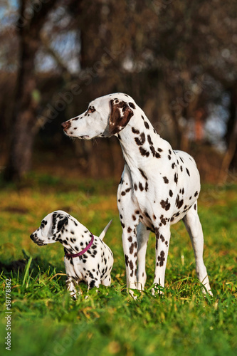 Dalmatian dog with puppy