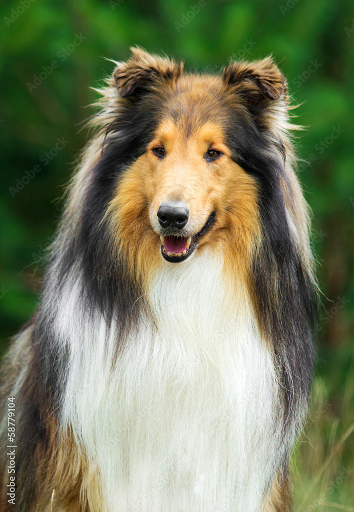 Portrait of rough collie