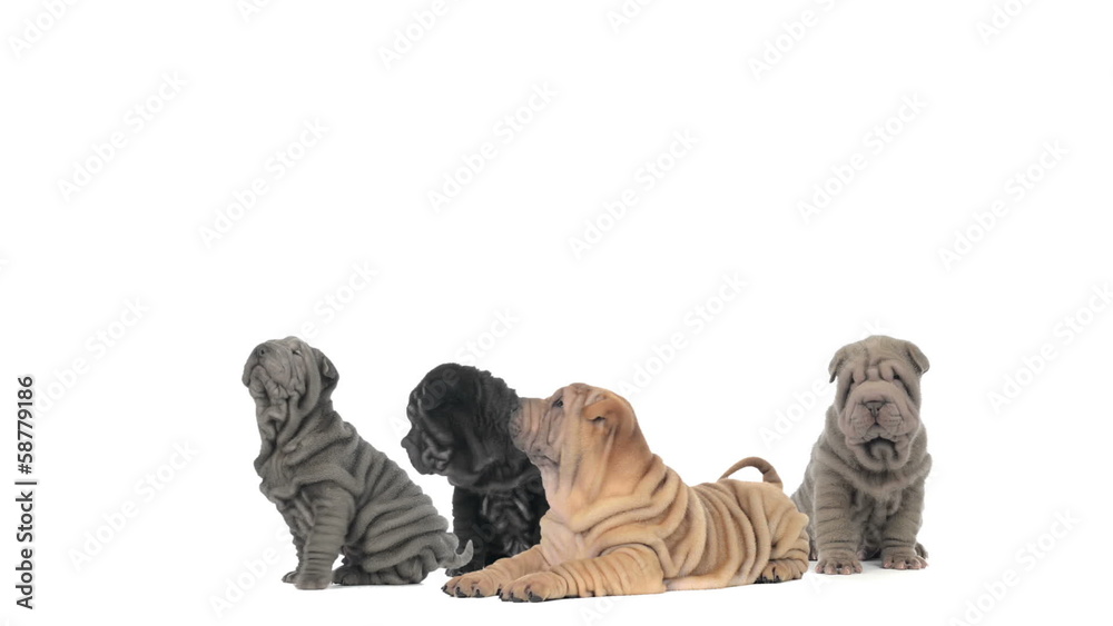 Group of Shar pei puppies sitting and lying Group of Shar pei puppies sitting and lying