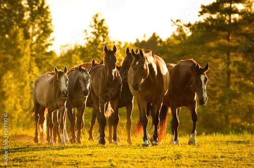 Fototapeta Naklejka Na Ścianę i Meble -  Herd of horses at sunset