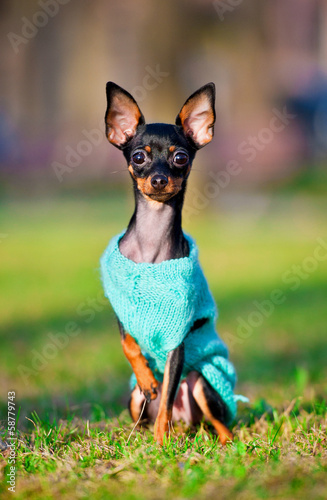 Prague ratter sitting on the grass