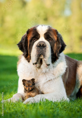Big saint bernard dog with little toy terrier puppy